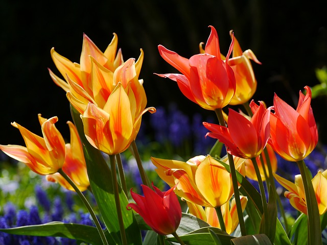 rozkvetlé tulipány
